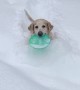 Dog Trudges Through Deep Snow to Play Frisbee