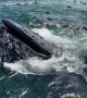 Humpback Whales Bubble Net Fish