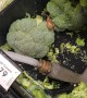 Protein Boosted Broccoli For Sale