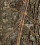 Giant Stick Insect Walks on a Tree
