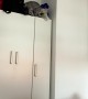 Cat Makes an Impressive Leap