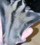 Sugar Glider Flight Training
