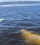 Beluga Whale Bumps Into Paddleboarder