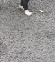 Barking Puppy Has Cigarette Butt