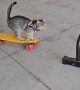 Kitten Skateboards Through Obstacle Course