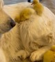 Ducklings Use Dog As a Slide
