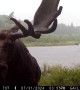 Bull Moose Close-Up In Pouring Rain