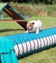Bulldog Attempts Agility Course