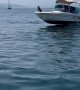 Dog Rides on Speedboat