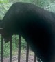 Bear Investigates Cabin Bird Feeder