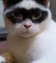 Cat Has a Zorro Mask