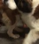Saint Bernards Love Their Mom