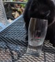 Cat Squeezes Head in Glass to Get a Drink