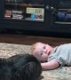 Toddler Stumbles Into Cat
