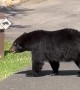 Black Bear Leaves a Gift on the Road