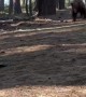 Lake Tahoe Bear Takes Off With Golf Clubs