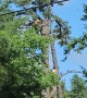 Tree Cutting Whiplash