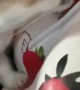 Confused Cat Licks Fake Strawberries
