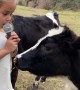 Adorable Baby Cow Interview