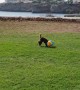 Puppy Playing Football
