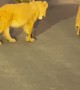 Lioness Walks Down Road With Her Cubs