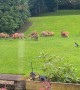 Family of Foxes Gathers in Yard