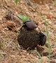 Dung Beetles at Kruger National Park