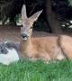 Deer and  Rabbit Best Friends