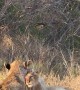 Lion Pride Basks in the Sun