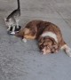 Skateboarding Cat Runs Into Dog