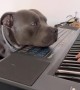 A Staffordshire Bull Terrier Enjoying the Piano