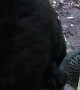 Wild Black Bear Enjoys Getting Its Back Scratched