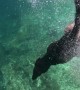 Dog Dives Down to the Seafloor