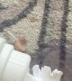 Dog Makes a Soapy Mess After Chewing Up Package