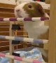 Record-Holding Guinea Pig Perfectly Clears Hurdle