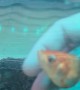 Goldfish Rescue