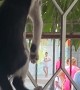 Kitten Climbs Up Gate to People Watch