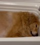 Dog Prefers to Sleep in the Bathtub