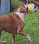 Boxer Plays Tetherball
