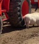 Mini Pig Scratches Hard to Reach Itch