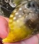 Puffer Fish Inflating in Hand
