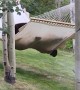 Bear Struggles to Get On Hammock