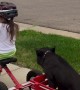 Mini Pig Loves a Tricycle Ride