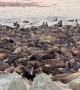 Sea Lions Take Over San Carlos Beach in Monterey, California