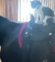Kitty Is Ready For Her Riding Lesson