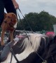 Dog And Liberty Trainer Ride Standing On Horse