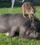 Our Wallaby Loves Hanging With the Pigs