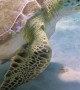 Fish Barely Escape Sea Turtle