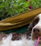 Spaniel Spends Afternoon Relaxing On Swinging Hammock