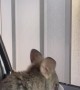 Wallaby Loves Getting Coffee